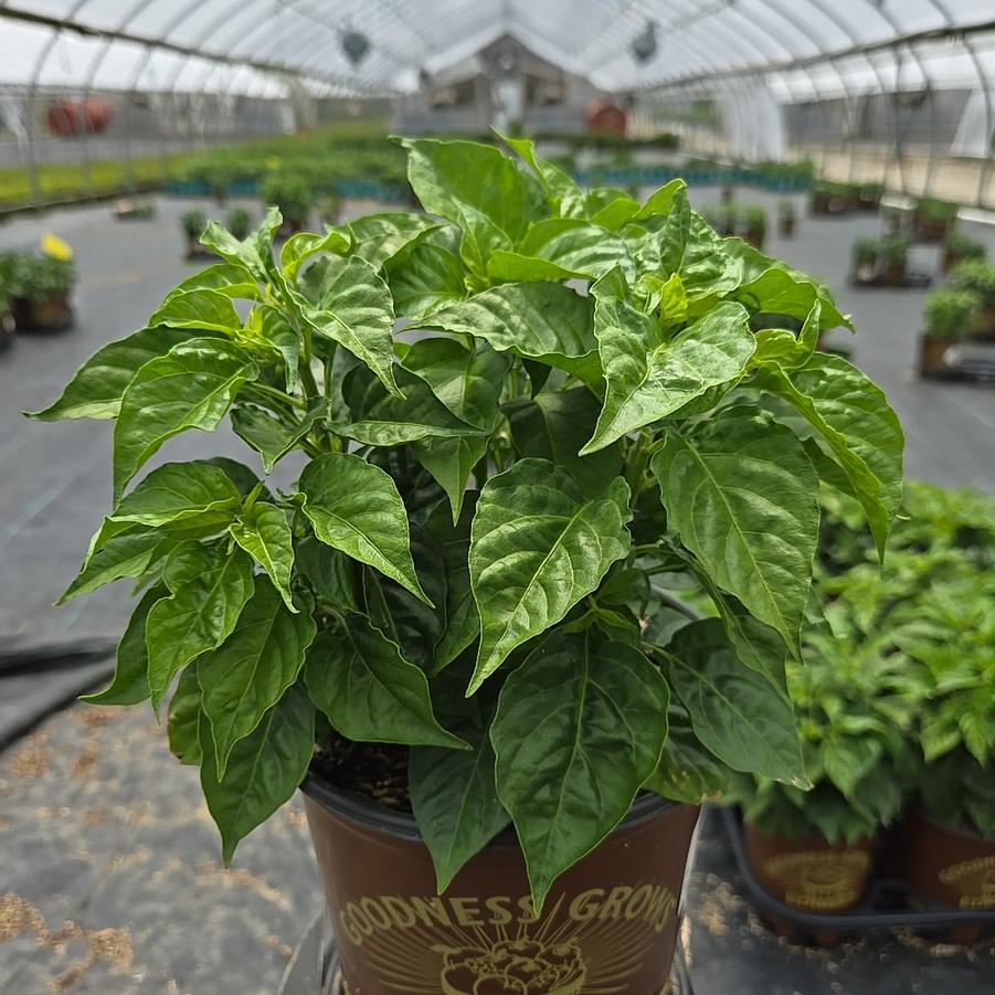 Pepper Red Habanero