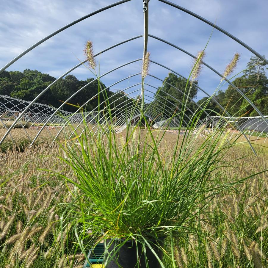 Pennisetum alopecuroides Hameln