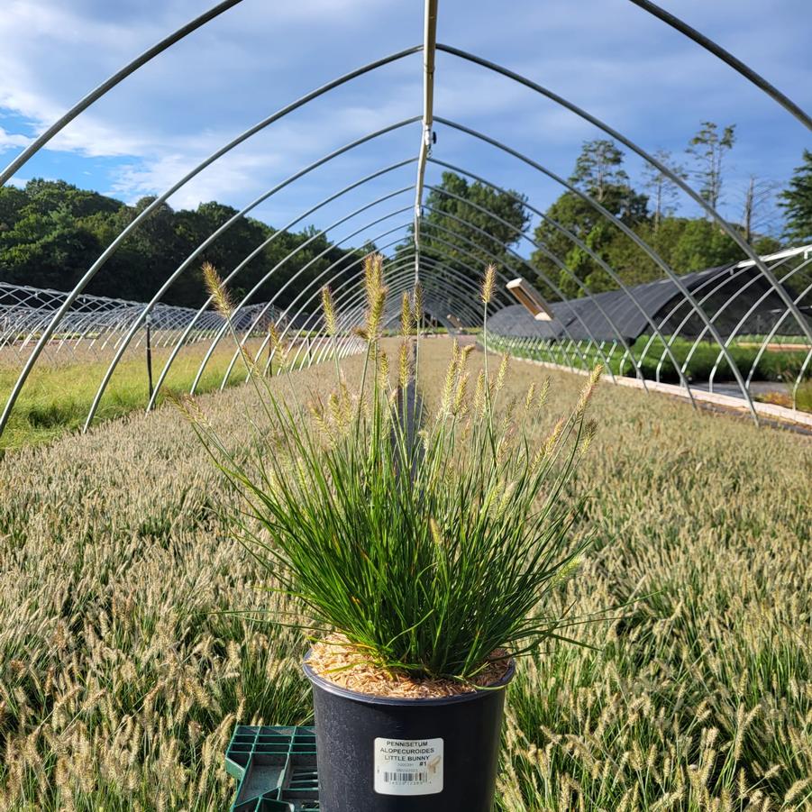 Pennisetum alopecuroides Little Bunny