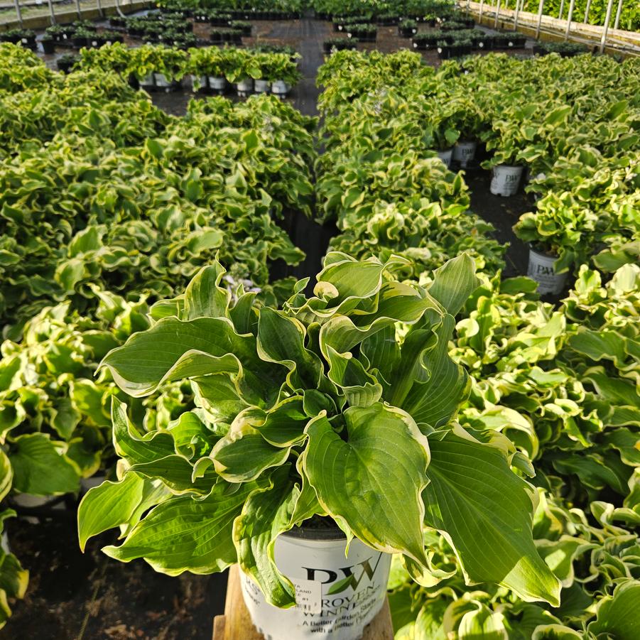 Hosta x Shadowland® 'Wheee!'