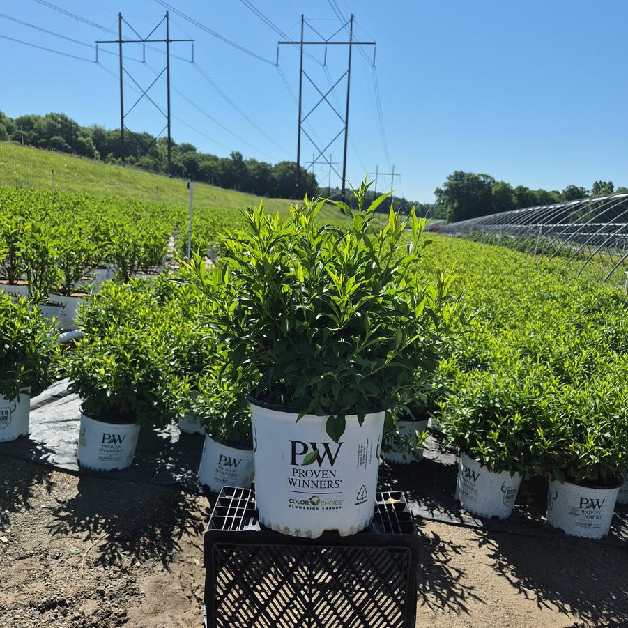 Forsythia x Show Off® Starlet