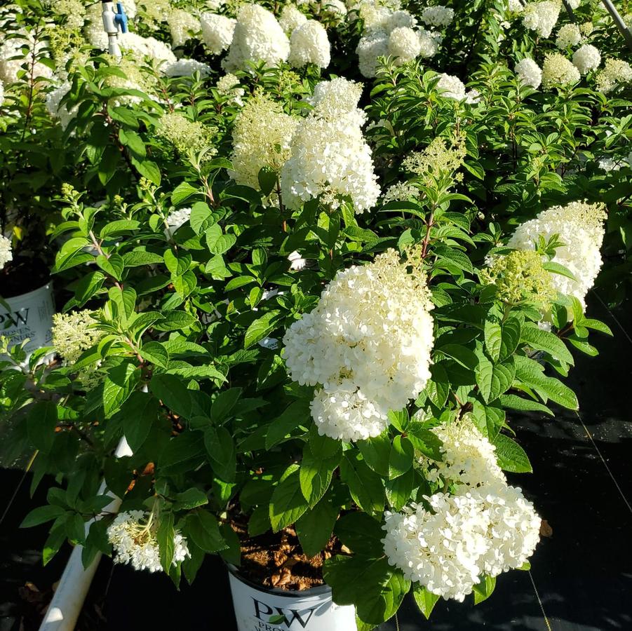 Hydrangea paniculata Bobo®