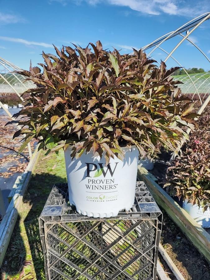 Weigela florida Spilled Wine®