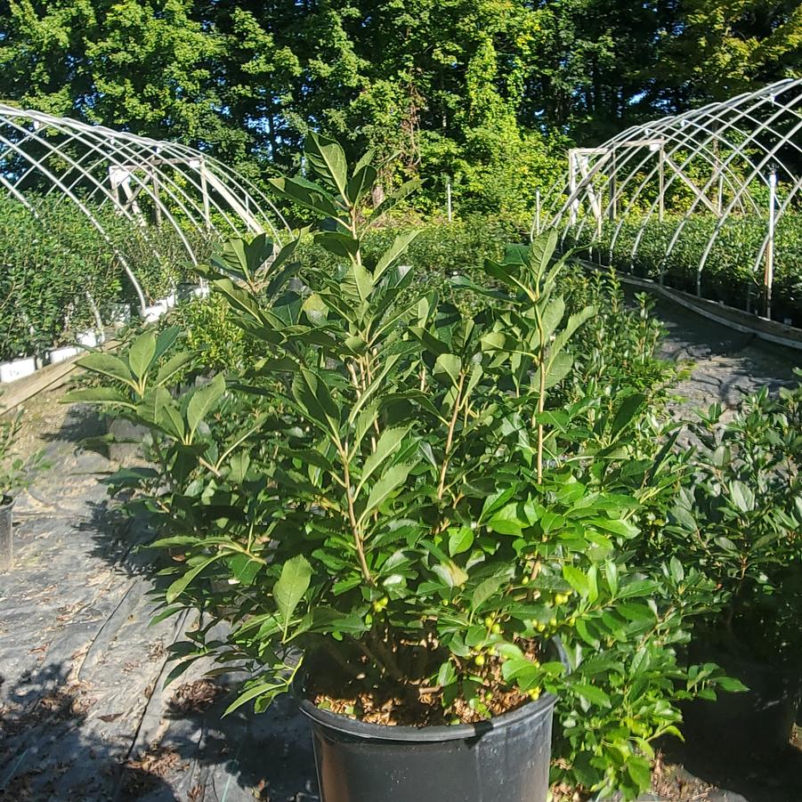 Ilex verticillata 'Red Sprite'