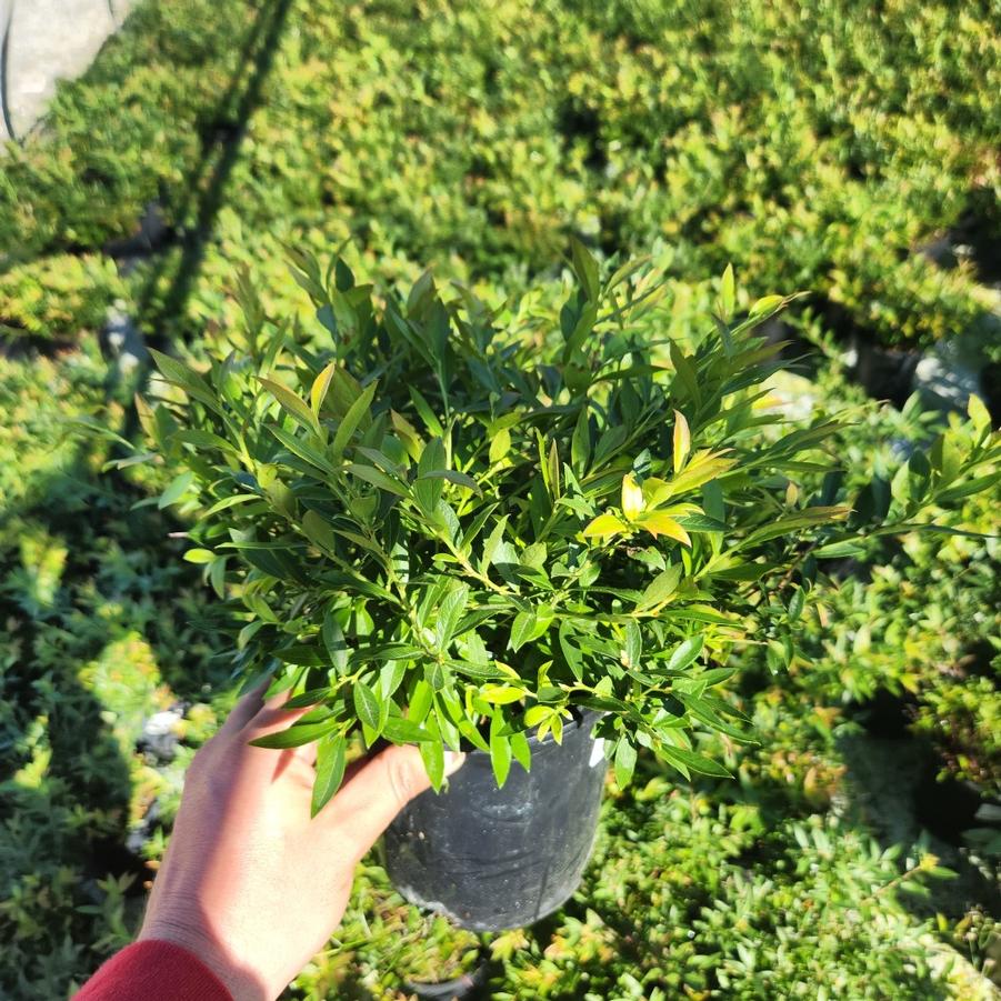 Vaccinium angustifolium 
