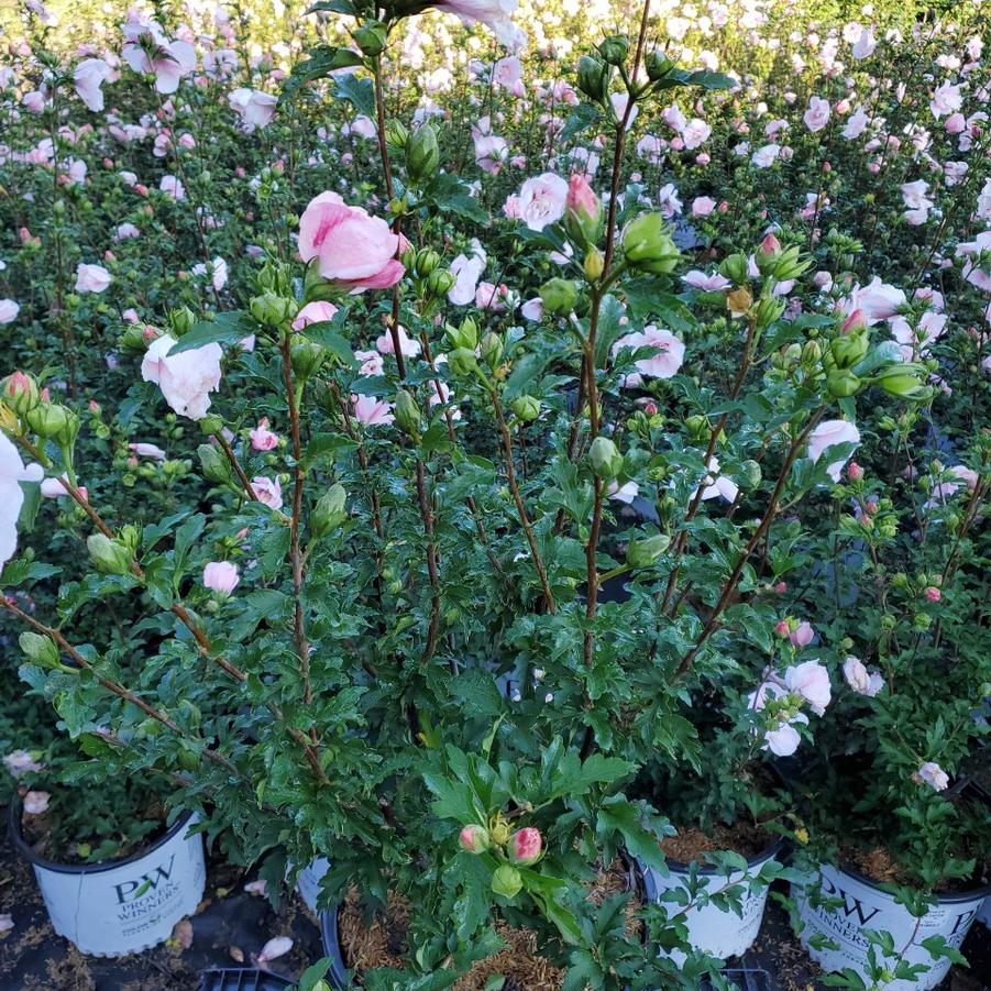 Hibiscus syriacus Pink Chiffon®