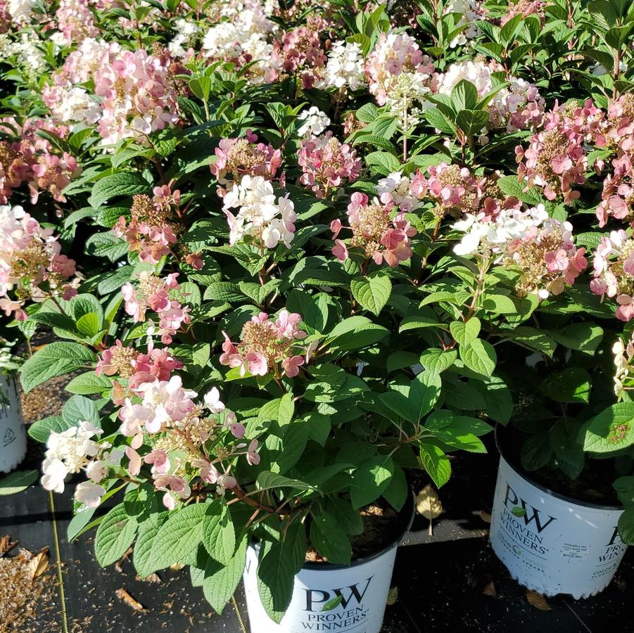 Hydrangea paniculata Little Quick Fire®