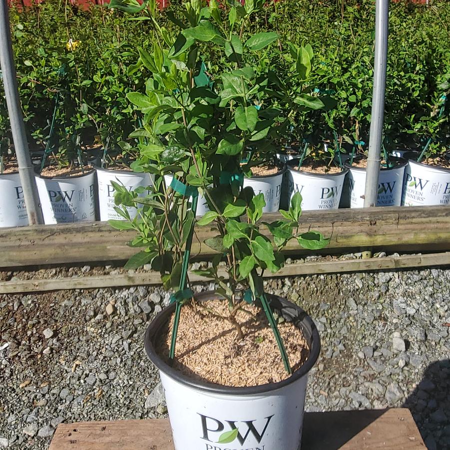 Lonicera periclymenum 'Scentsation'