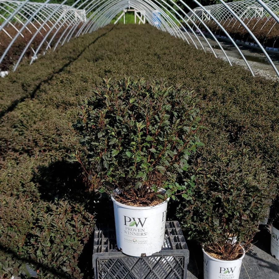 Physocarpus opulifolius Tiny Wine®