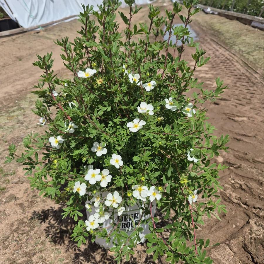 Potentilla fruticosa Happy Face® White