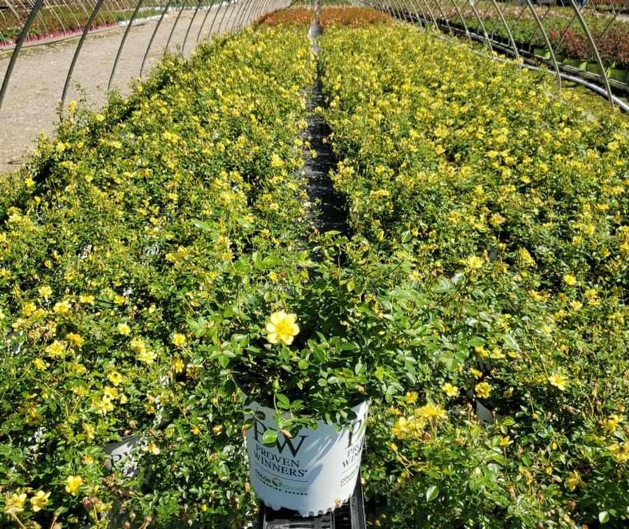 Rosa x Oso Easy Lemon Zest®