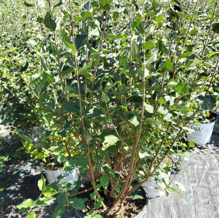 Syringa x Bloomerang® Dark Purple