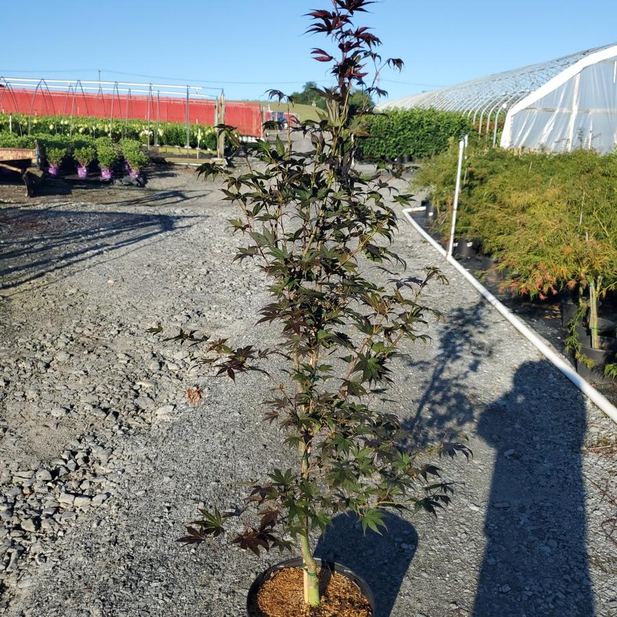 Acer palmatum 'Bloodgood'