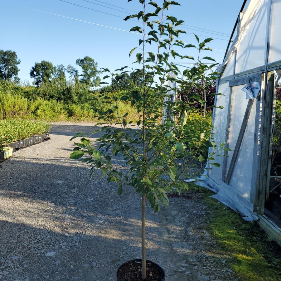 Malus 'Spring Snow'