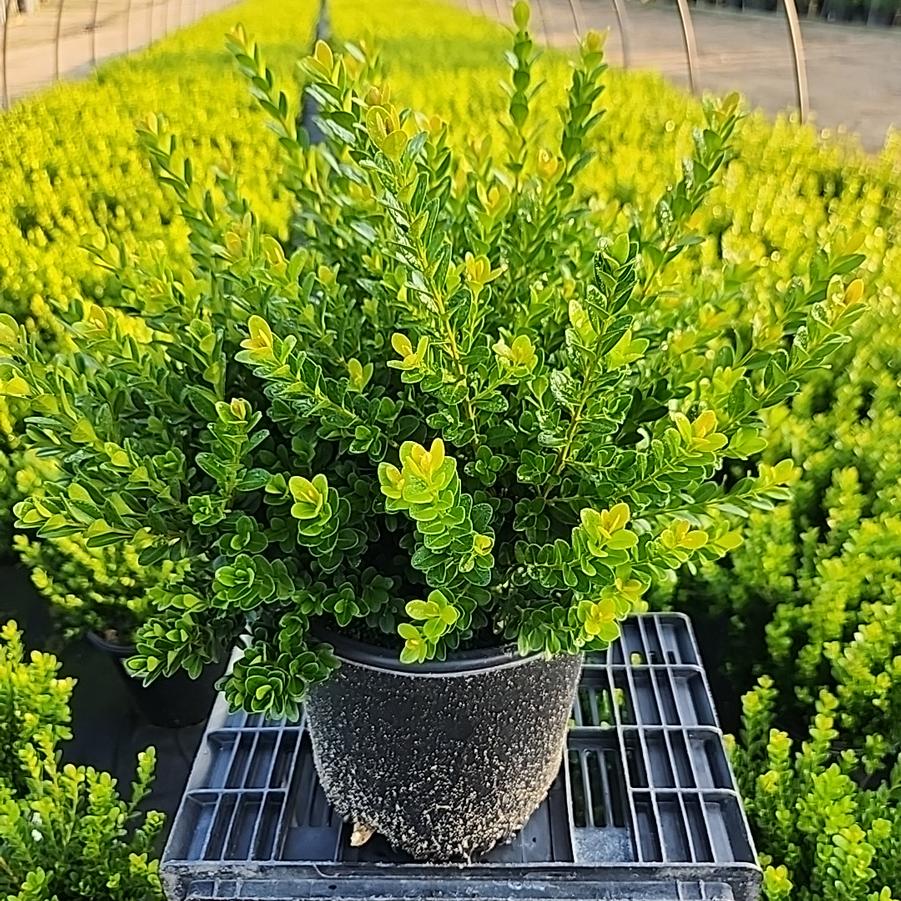 Buxus microphylla var. japonica Baby Gem™