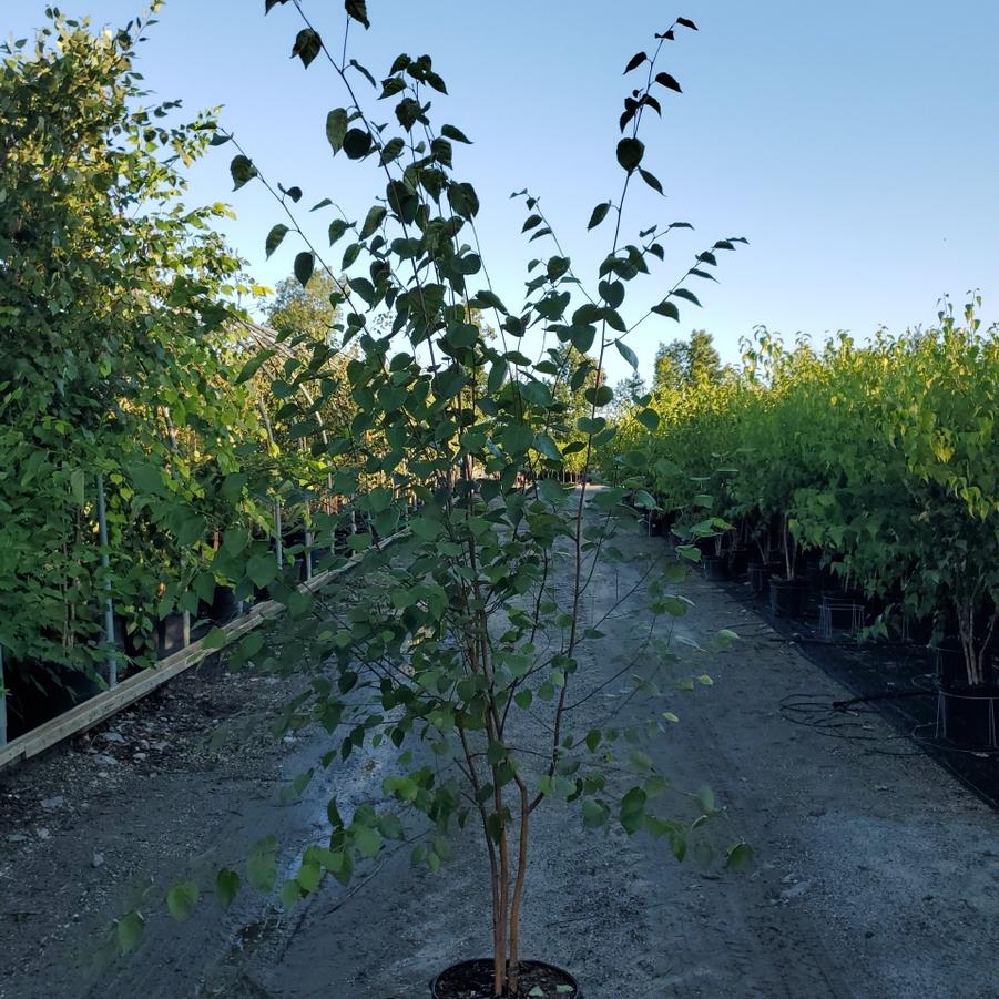 Betula jacquemontii 