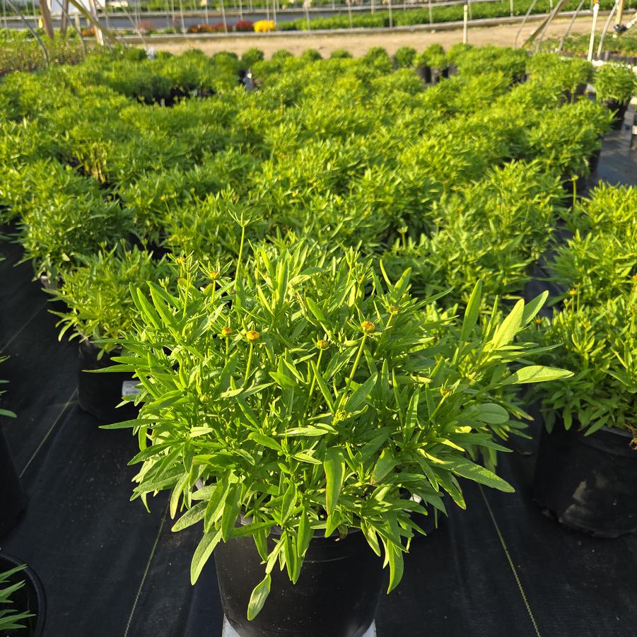 Coreopsis x Li'l Bang™ 'Enchanted Eve'