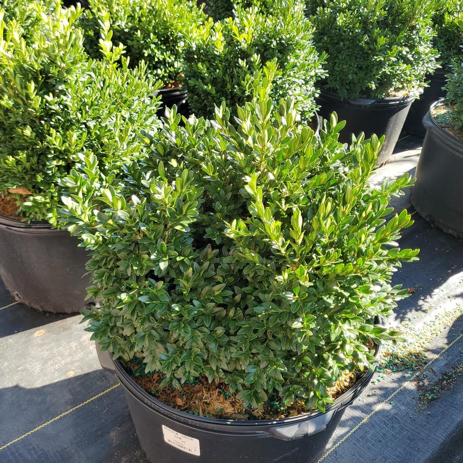 Buxus microphylla var. japonica 'Green Gem'