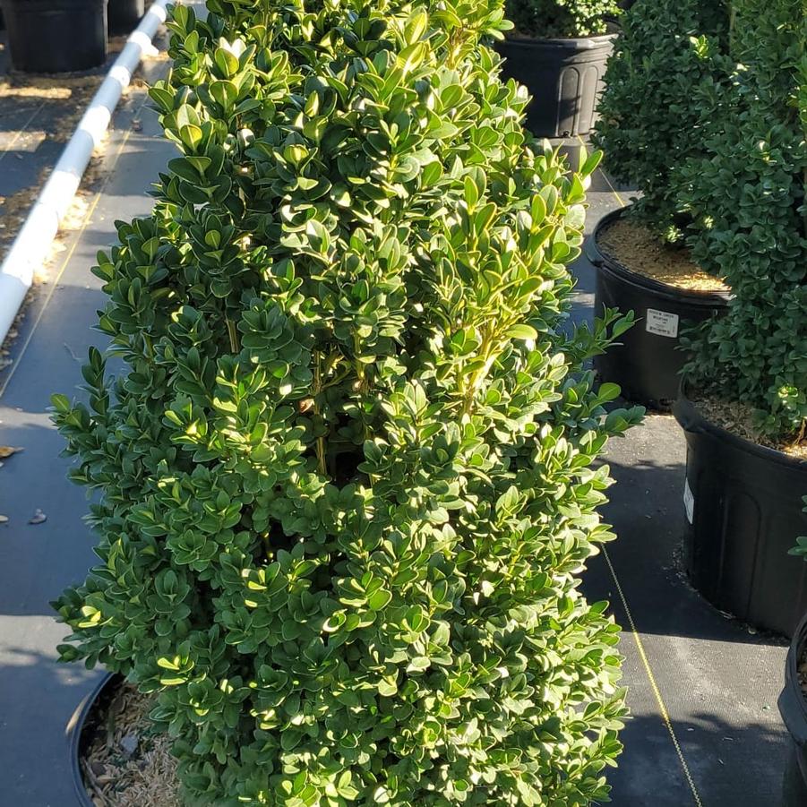 Buxus microphylla var. japonica Green Mountain