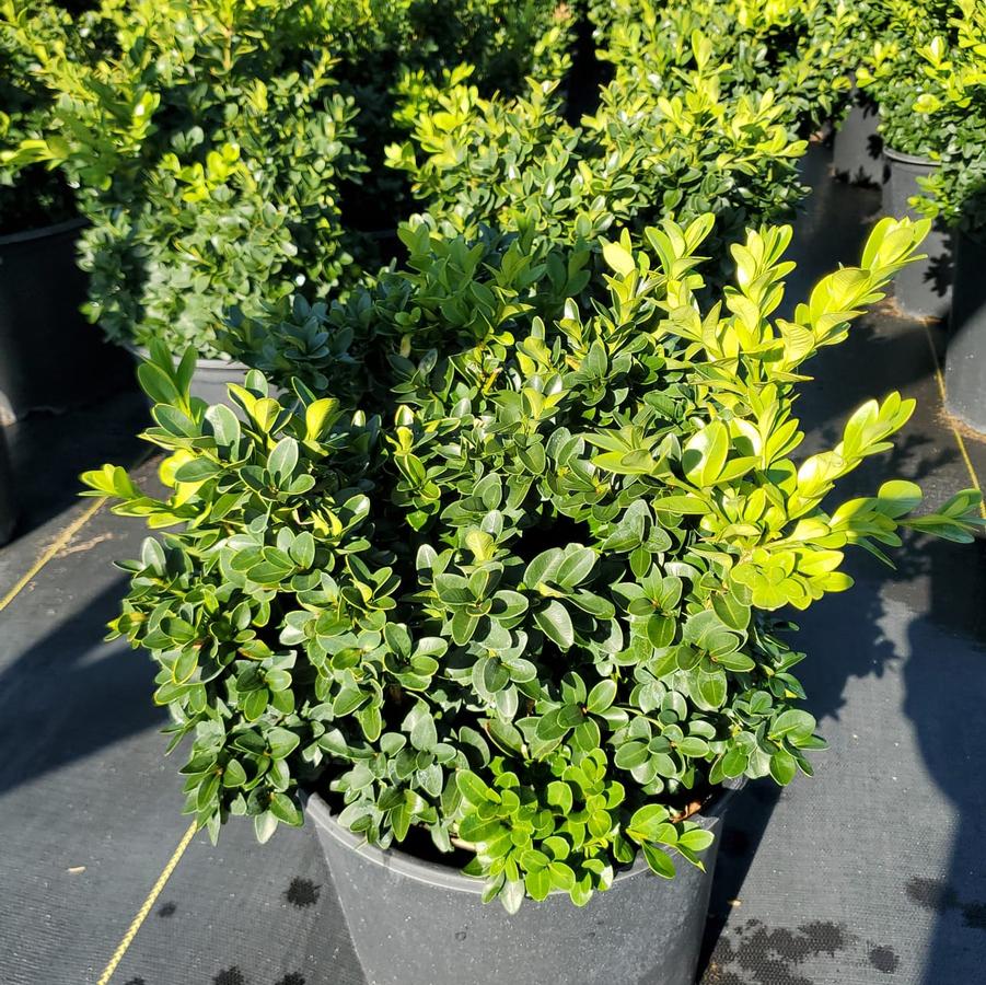 Buxus microphylla var. japonica Green Velvet