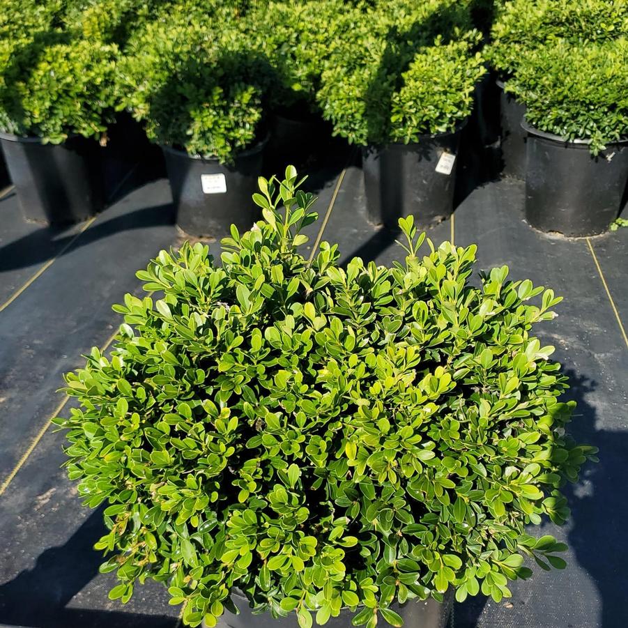 Buxus microphylla 'Tide Hill'