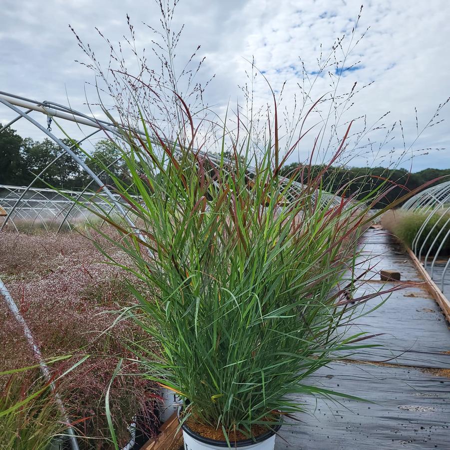 Panicum virgatum Prairie Winds® Cheyenne Sky