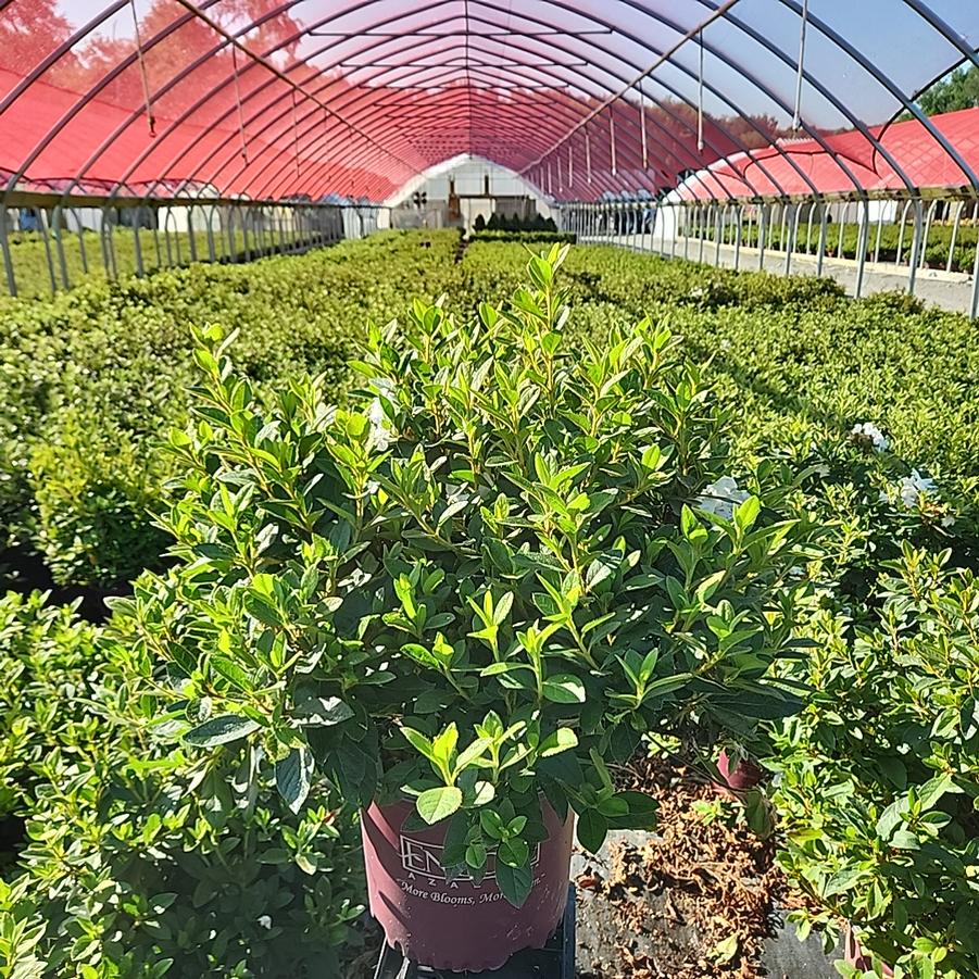 Azalea x Encore® Autumn Lily®