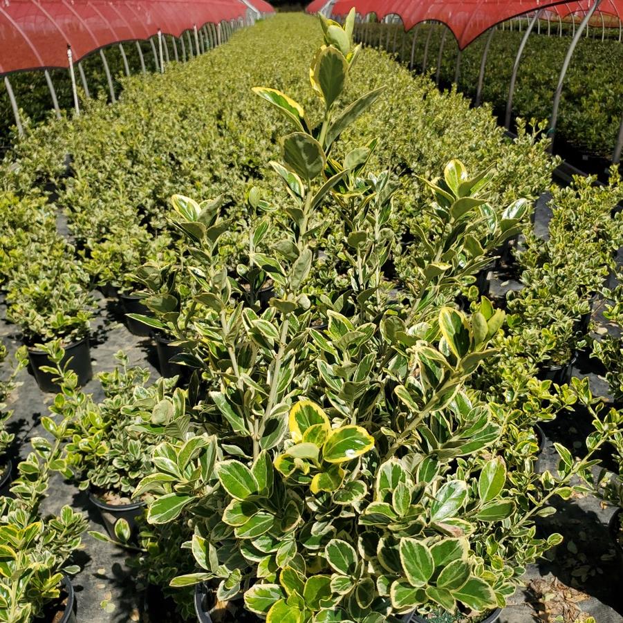 Euonymus japonicus 'Silver Queen'
