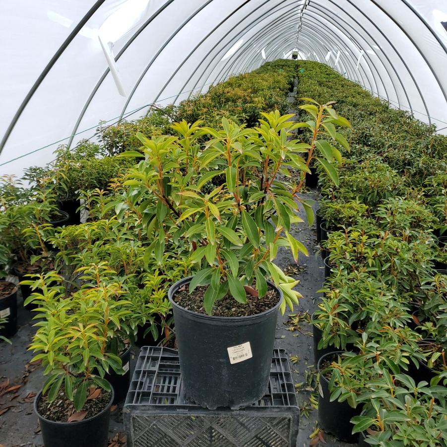 Kalmia latifolia 'Carol'