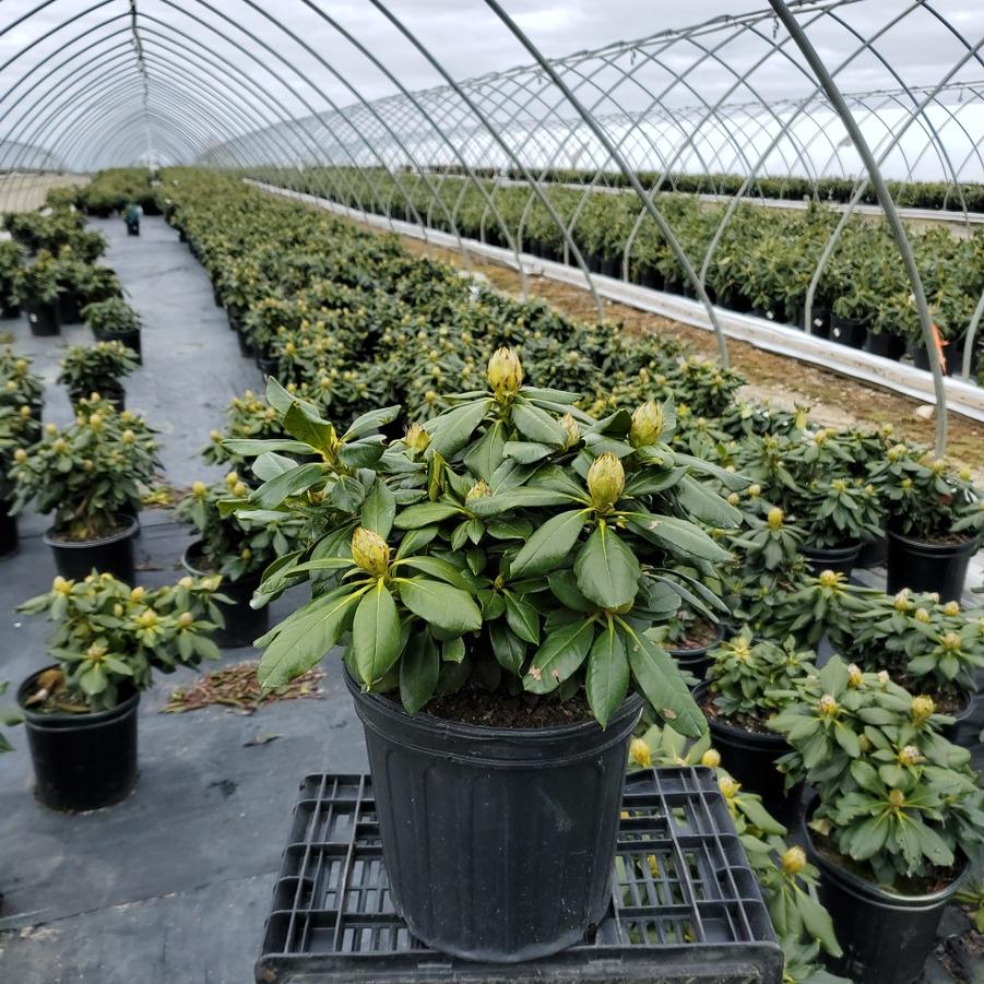 Rhododendron yak. Miyama™ 'Gold Prinz'