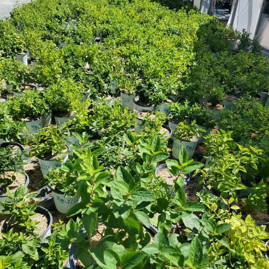 Ceanothus americanus 