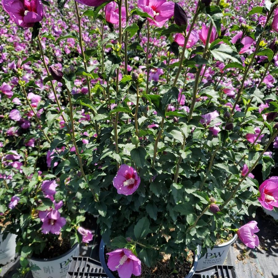 Hibiscus syriacus Lil' Kim® Violet