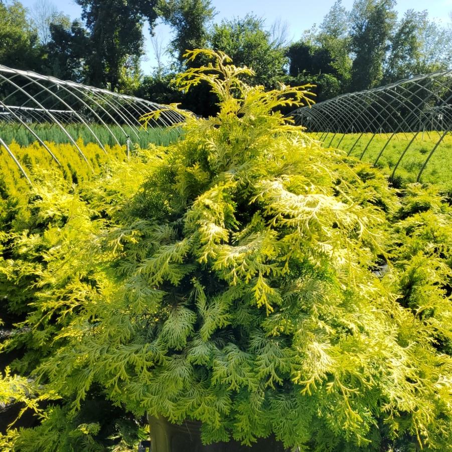 Chamaecyparis obtusa 'Crippsii'