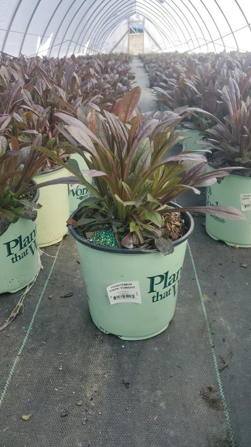 Penstemon x Dark Towers