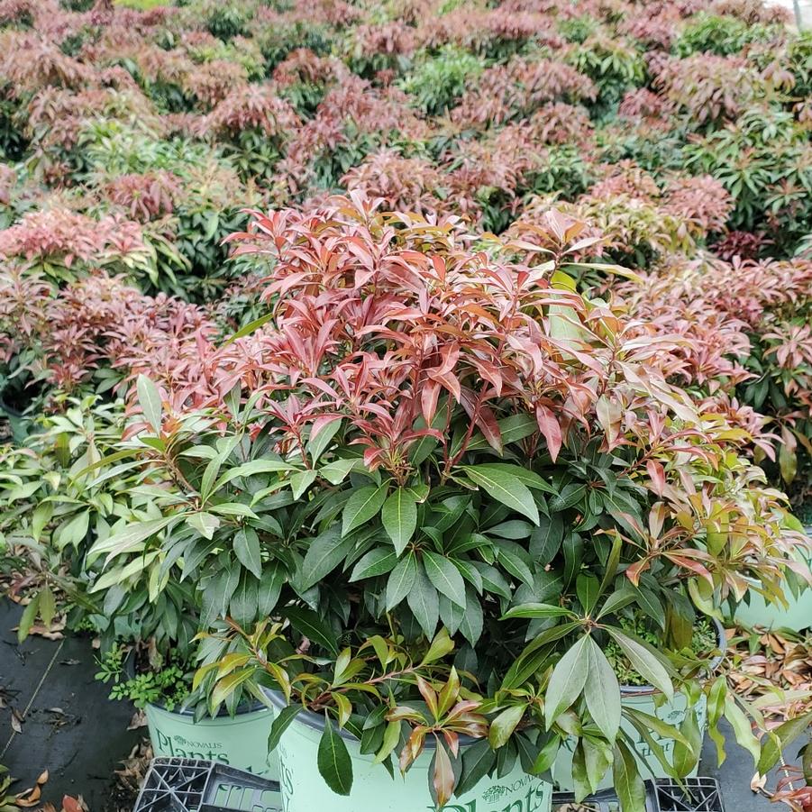 Pieris jap. 'Katsura'