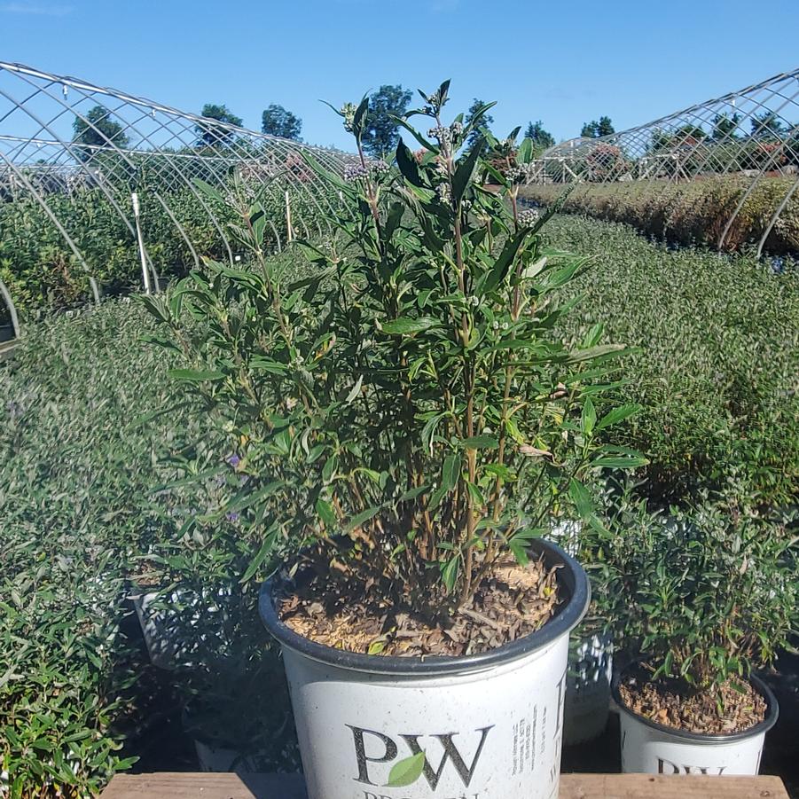 Caryopteris x clandonensis Beyond Midnight®
