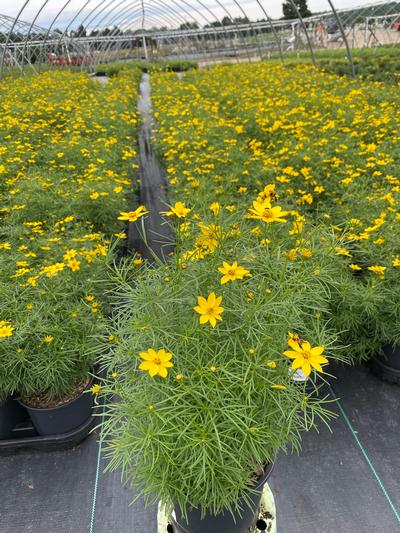 Coreopsis verticillata 'Zagreb'