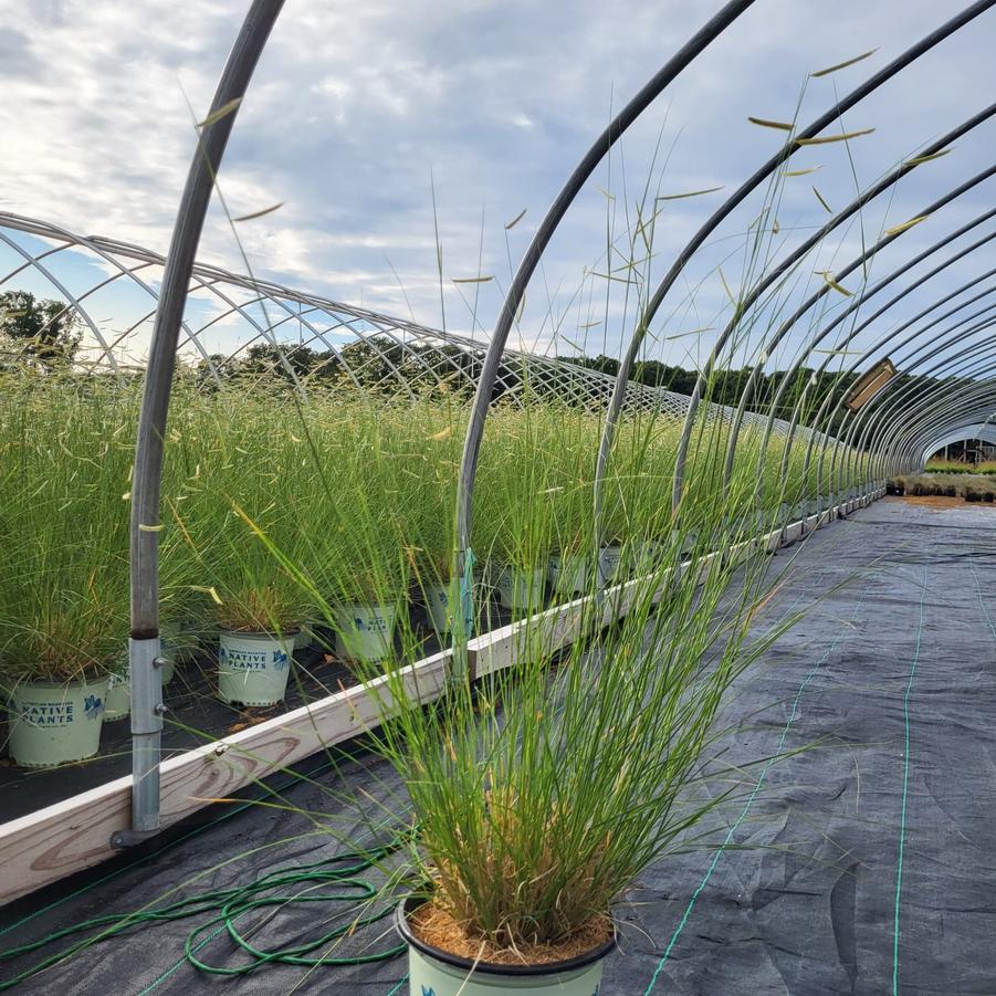 Bouteloua gracilis 'Blonde Ambition'