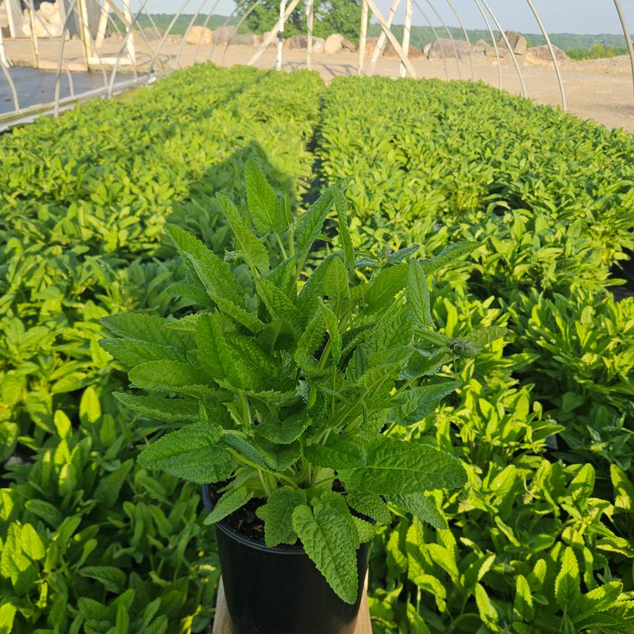 Stachys monieri 'Hummelo'
