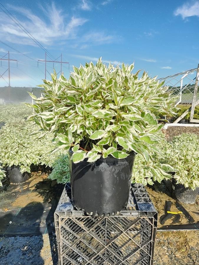 Cornus alba Ivory Halo®