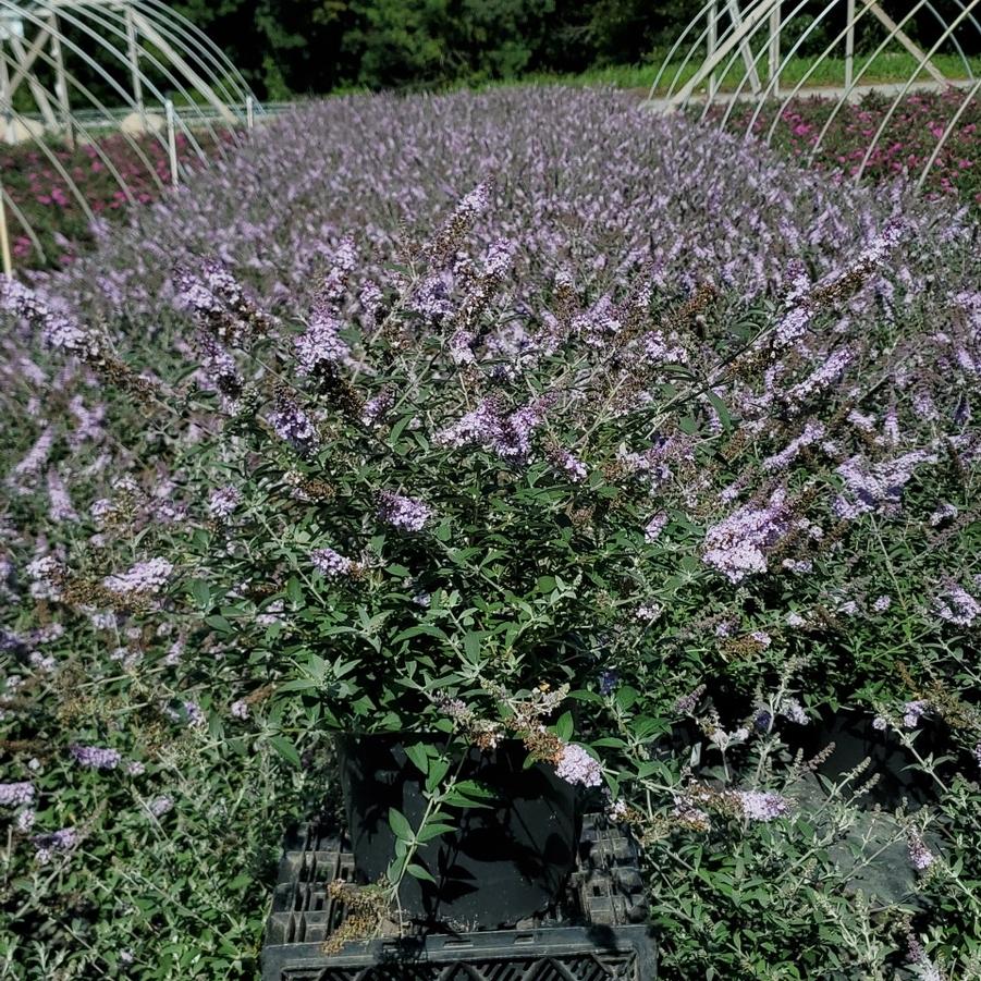 Buddleia davidii Monarch® 'Glass Slippers'