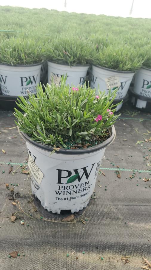 Dianthus x 'Paint the Town Fuchsia'