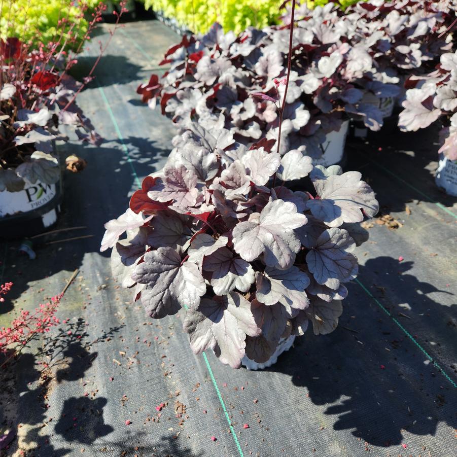 Heuchera hybrid Dolce® Silver Gumdrop