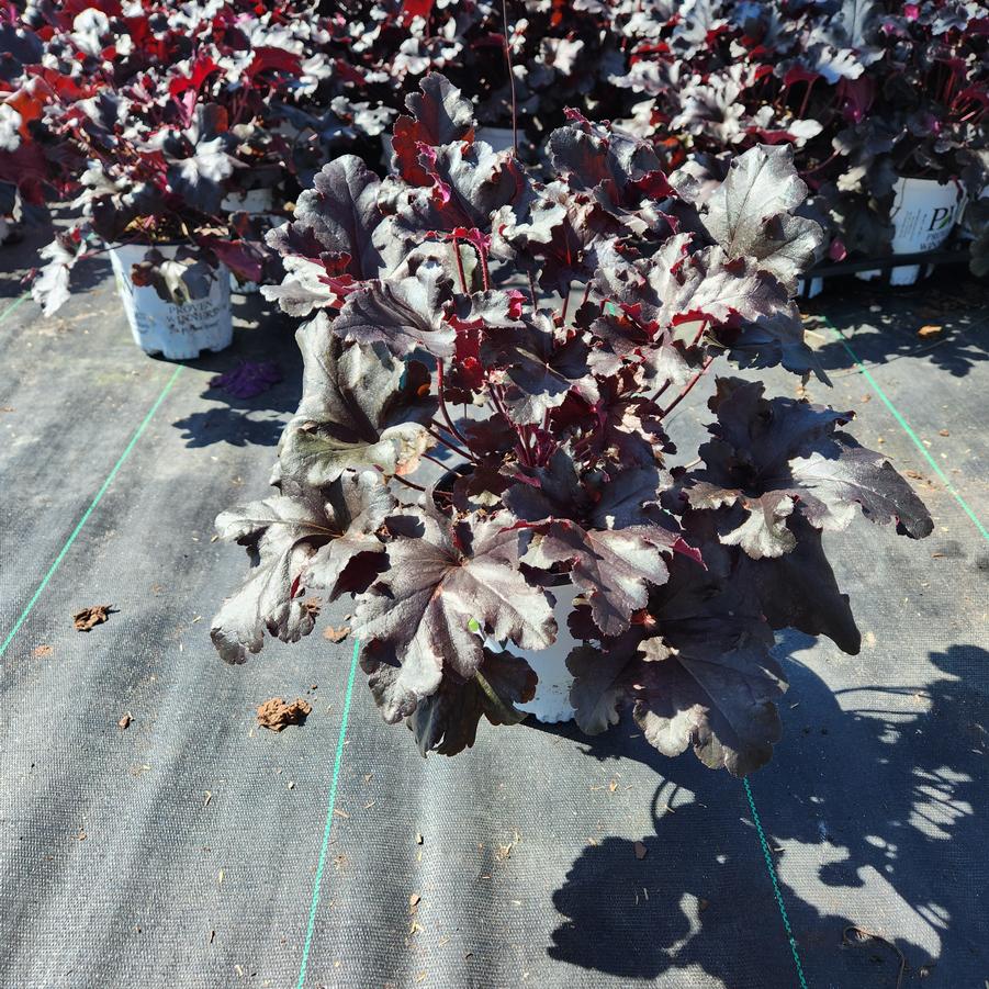 Heuchera hybrid Primo® Black Pearl