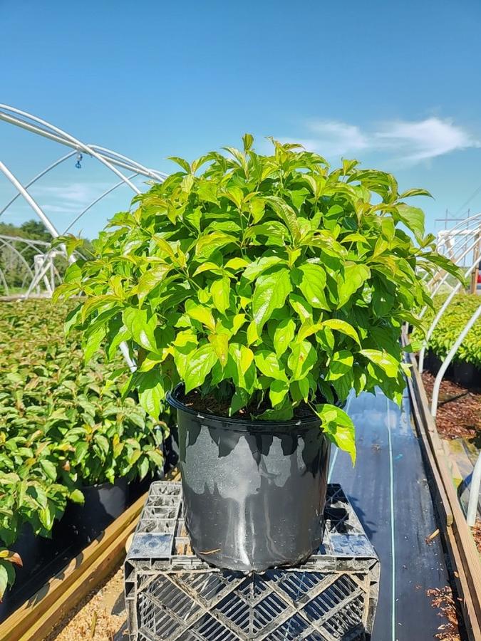 Cornus sericea 'Kelseyi'