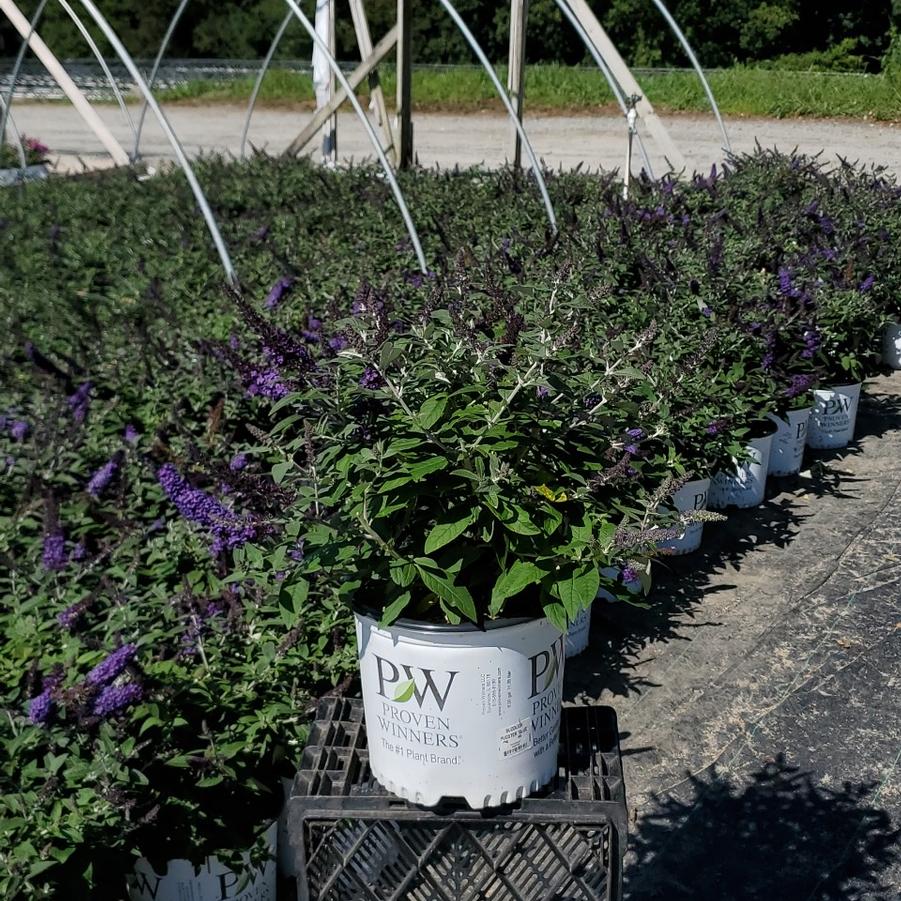 Buddleia x Pugster Blue®