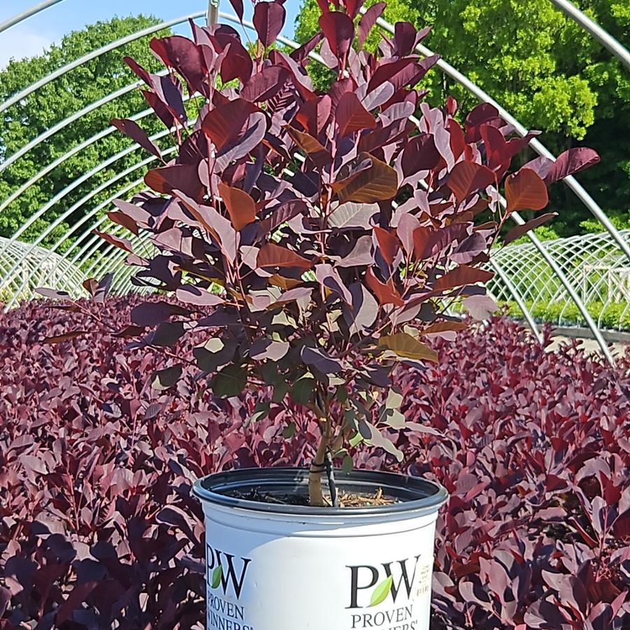 Cotinus coggygria Winecraft Black®