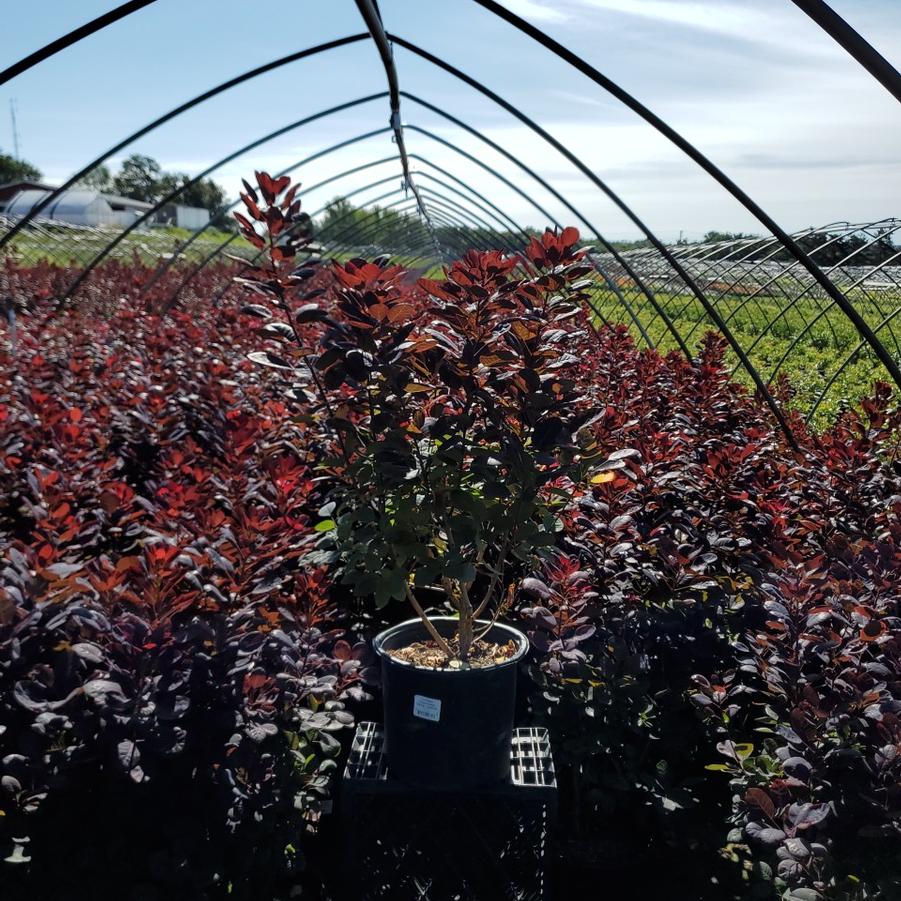 Cotinus coggygria Royal Purple