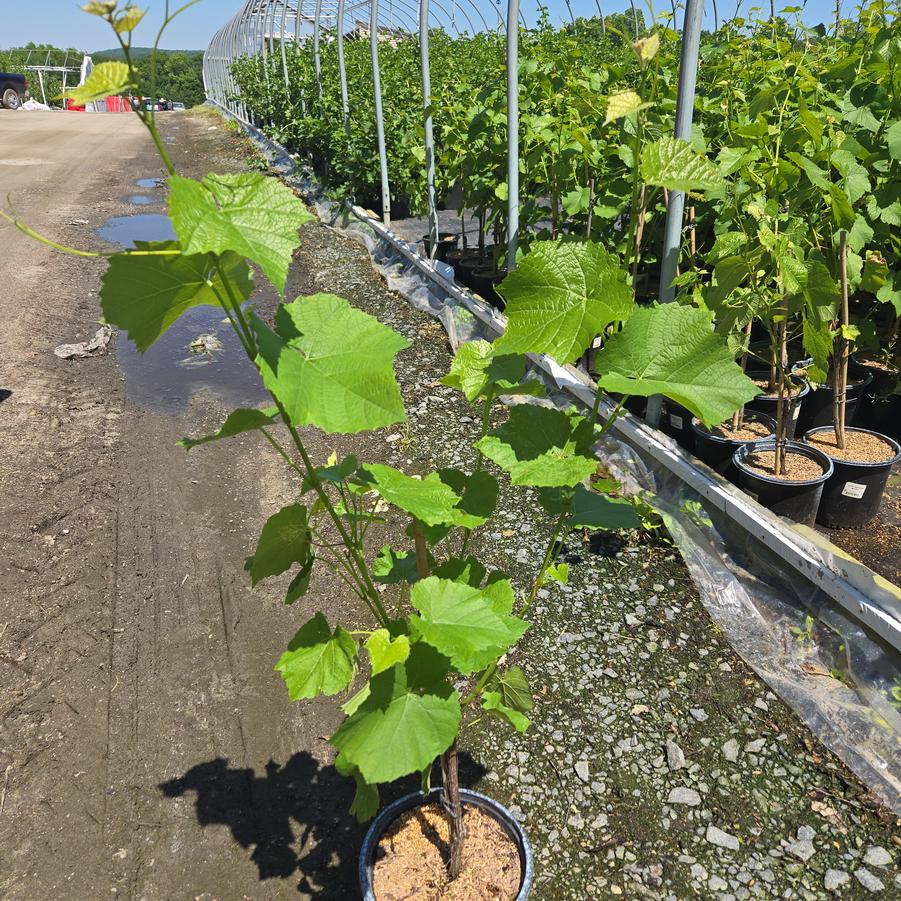 Vitis vinifera 'Cayuga White'