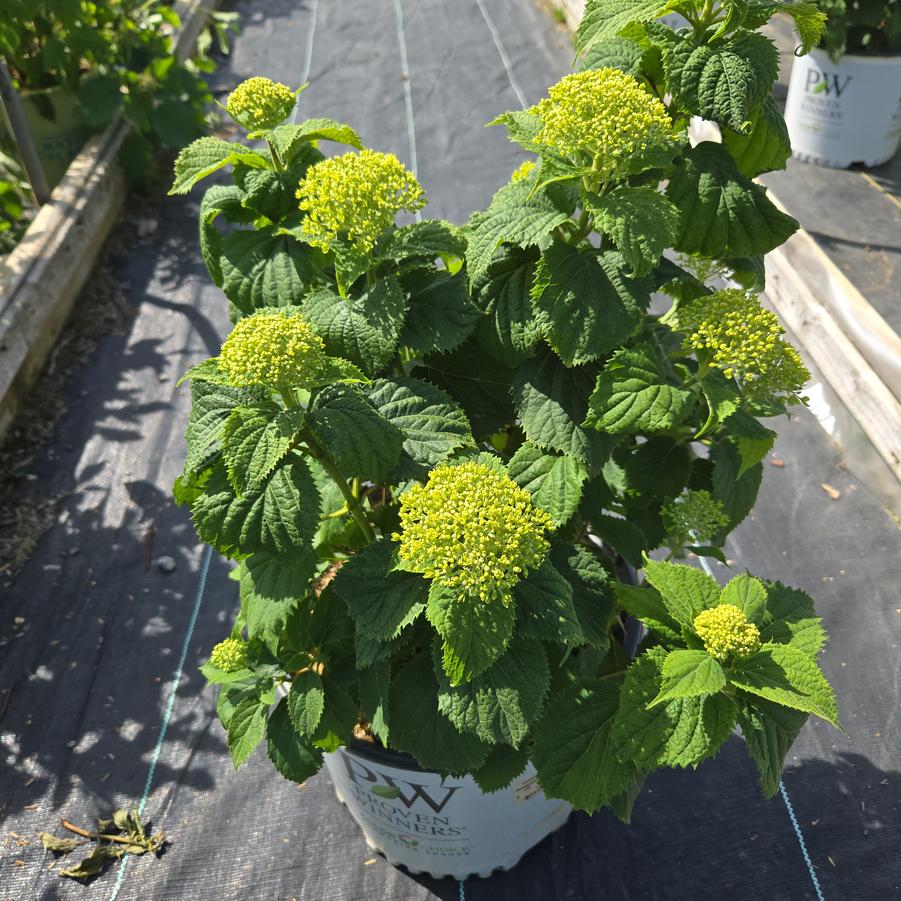 Hydrangea arborescens Invincibelle Limetta®